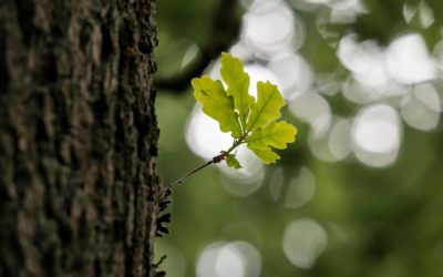 ANNABIS BALCANN OAK BARK GEL – ЕДИН ПРОДУКТ ЗА МНОГО ПРОБЛЕМИ